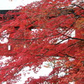 写真: ２６．１１．１５志波彦神社鳥居付近の紅葉