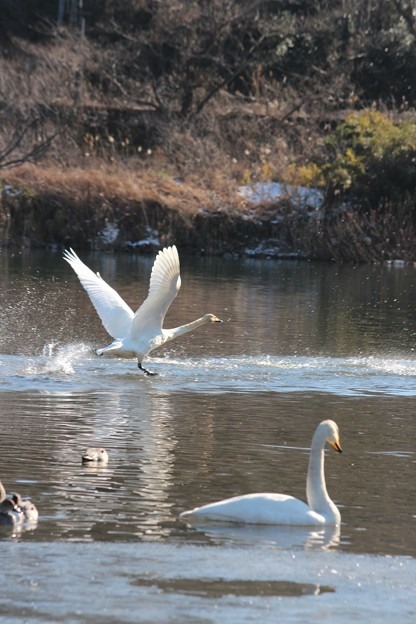 ２６．１２．２８松ヶ丘河川公園の白鳥