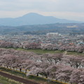 Photos: ２７．４．８一目千本桜