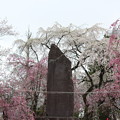 Photos: ２７．４．１３榴岡公園の桜
