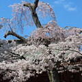 Photos: ２７．４．１５鹽竈神社楼門前の桜