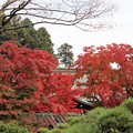 写真: ２７．１１．９鹽竈神社社務所付近の紅葉