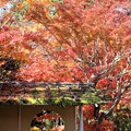 写真: ２７．１１．１０圓通院の紅葉