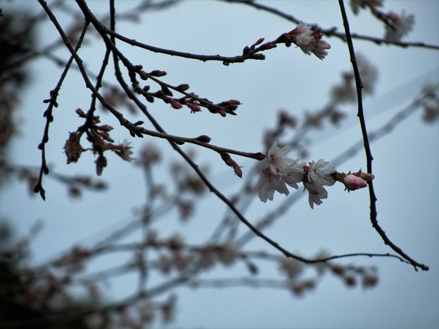 ２７．１２．１３鹽竈神社の十月桜