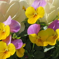 写真: 黄色とピンクの花びらが・・・