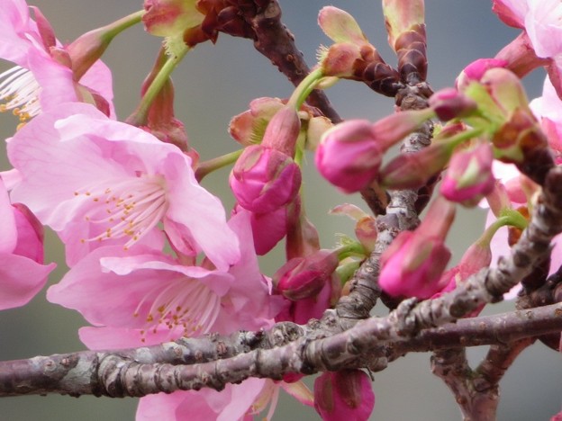 河津桜咲き始めました