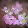 写真: ピンクの葉っぱさん　01
