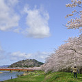写真: 角館の桜　桧木内川（ひのきないがわづつみ）