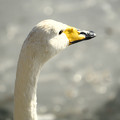 写真: 高松の池の白鳥201222_0014