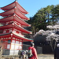 写真: 新倉山浅間公園忠霊塔の桜