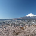 写真: 新倉山浅間公園忠霊塔の桜
