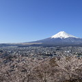 新倉山浅間公園忠霊塔の桜