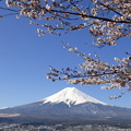 新倉山浅間公園忠霊塔の桜