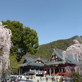 写真: 身延山久遠寺しだれ桜