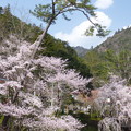 写真: 身延山西谷地区の桜
