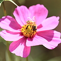 写真: クールス・モール見奈良コスモスまつりの花と昆虫の写真です。