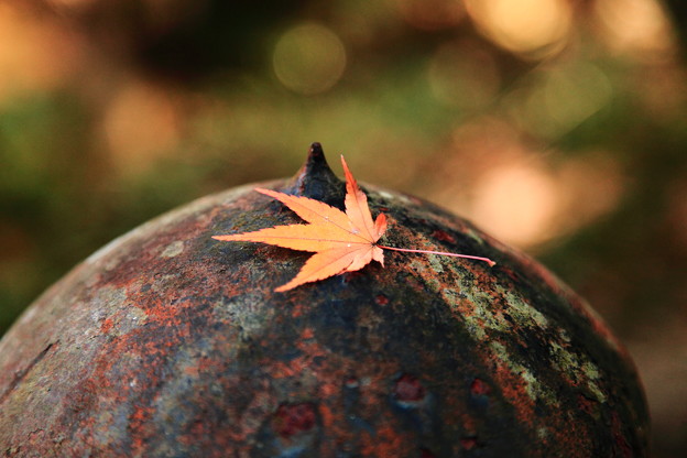 秋の宮島にて紅葉の落ち葉です。