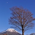 写真: 夕空に浮かぶ月と富士