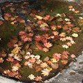 写真: 落ち葉にも美味しいお水を