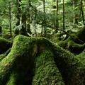 写真: 苔の森