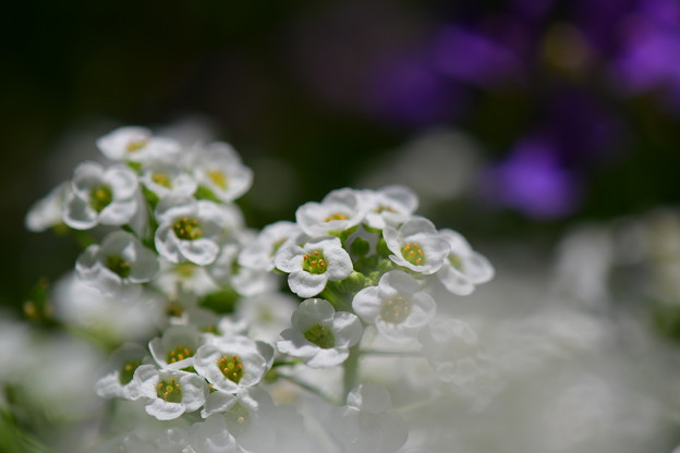 写真: 甘い香りの白い花