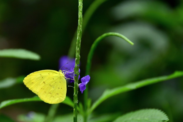 写真: 黄色い蝶さん！