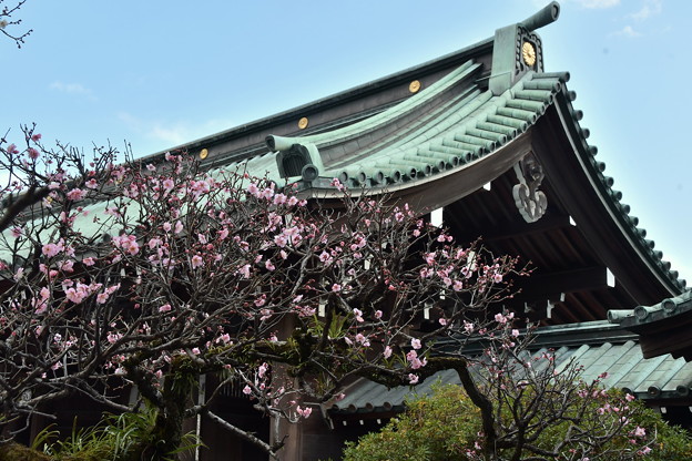 写真: 総門の梅