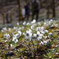 写真: ♪白い花が咲いてた〜♪