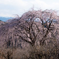 写真: 天空の夫婦枝垂れ桜