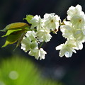 写真: 緑の桜
