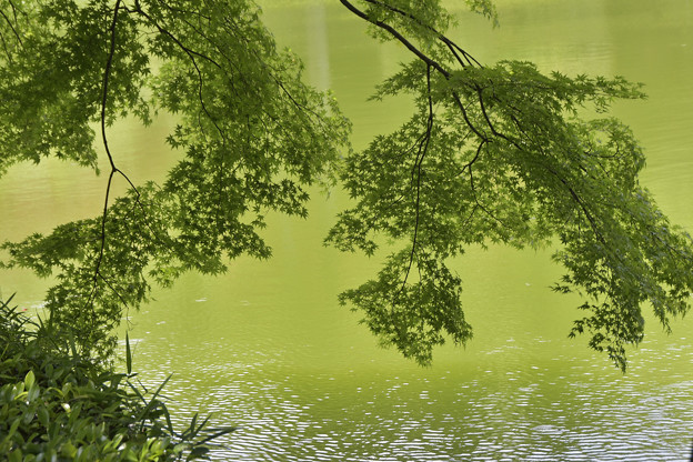 写真: 緑の池とモミジ