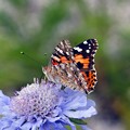 写真: 高原の花と蝶