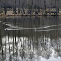 写真: 翡翠のいる池