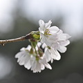 野川の十月桜