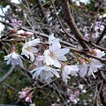 Photos: 八重咲き２
