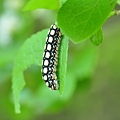 写真: シロシタホタルガの幼虫