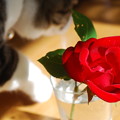 写真: 猫とカザグルマ（薔薇）