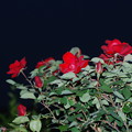 写真: 夜の薔薇