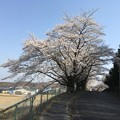 写真: 2018年の桜　その２