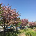 写真: 近くの保育園の八重桜　その２