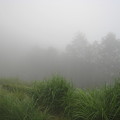 写真: 濃霧　1