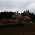 写真: 桜2010 056