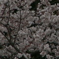 写真: 桜2010 058