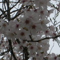 桜2010 068
