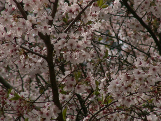 桜2010 085