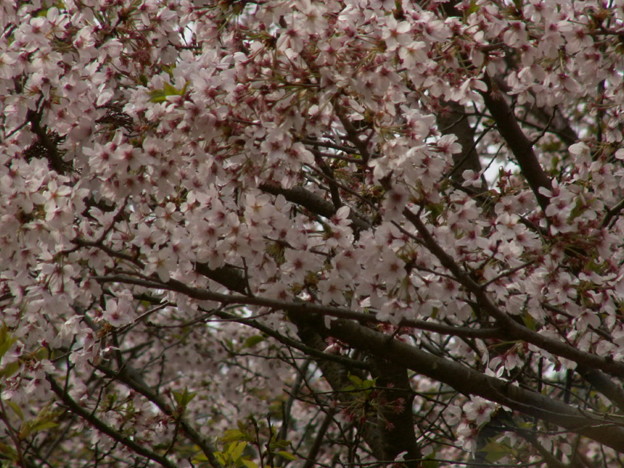 桜2010 086
