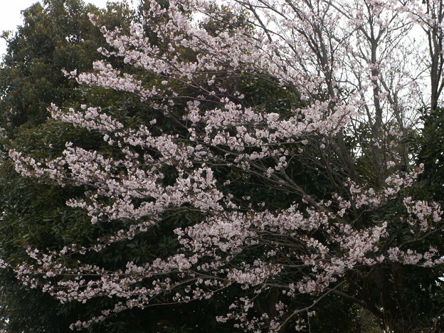 桜2010 092