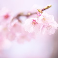 写真: 2015初桜