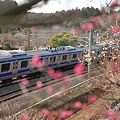 写真: 梅と電車