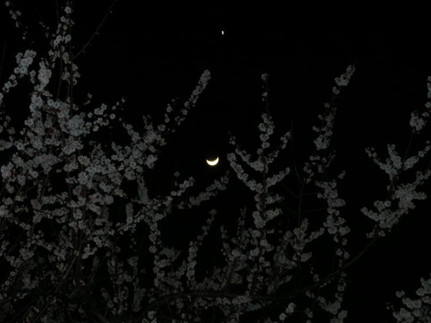 写真: 梅とお月様